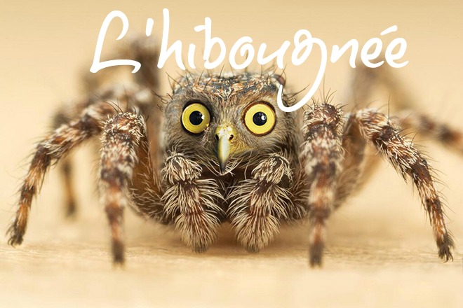 photoshop-va-trop-loin-animal-hybrids-002-araigne-avec-une-tete-de-chouette-2