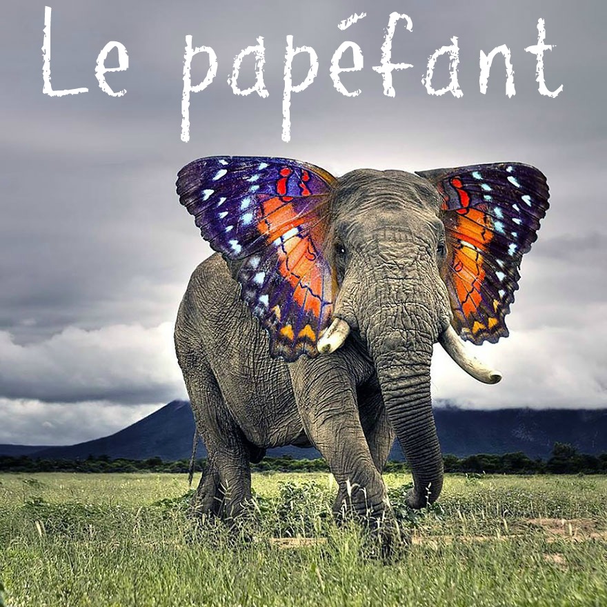 photoshop-va-trop-loin-animal-hybrids-003elephant-papillon copie