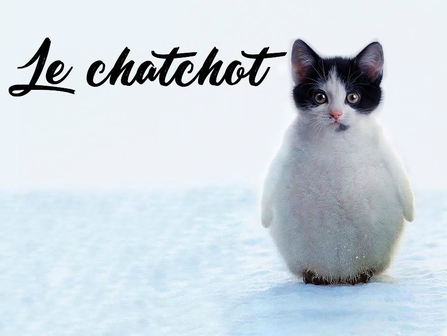 photoshop-va-trop-loin-animal-hybrids-011-le-chatgouin-chat-et-pingouin copie