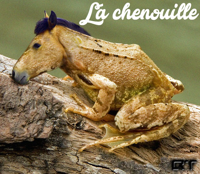 photoshop-va-trop-loin-animal-hybrids-020-cheval-crapaud